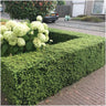1 meter Hulst haag - Ilex crenata 'Jenny'® - Set van 6 haagplanten - Groenblijvende haag