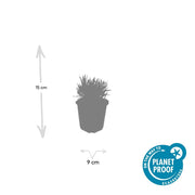Lavandula int. &