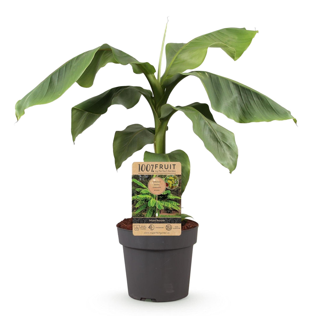 Musa Basjoo, kenmerkend blad
