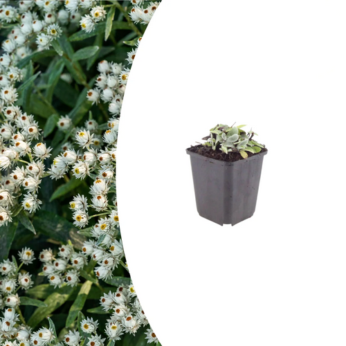 Anaphalis triplinervis, groene bladeren
