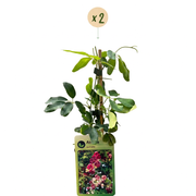 Akebia quinata - vijfbladige akebia - set van 2 - Ø9 cm