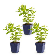 3x Nepeta sib. Wild Orchid - Kattenkruid