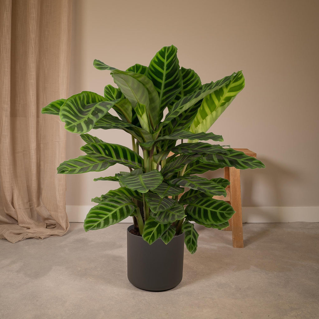 Calathea Zebrina - Pauwenplant, plant in pot