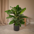 Calathea Zebrina - Pauwenplant, plant in pot