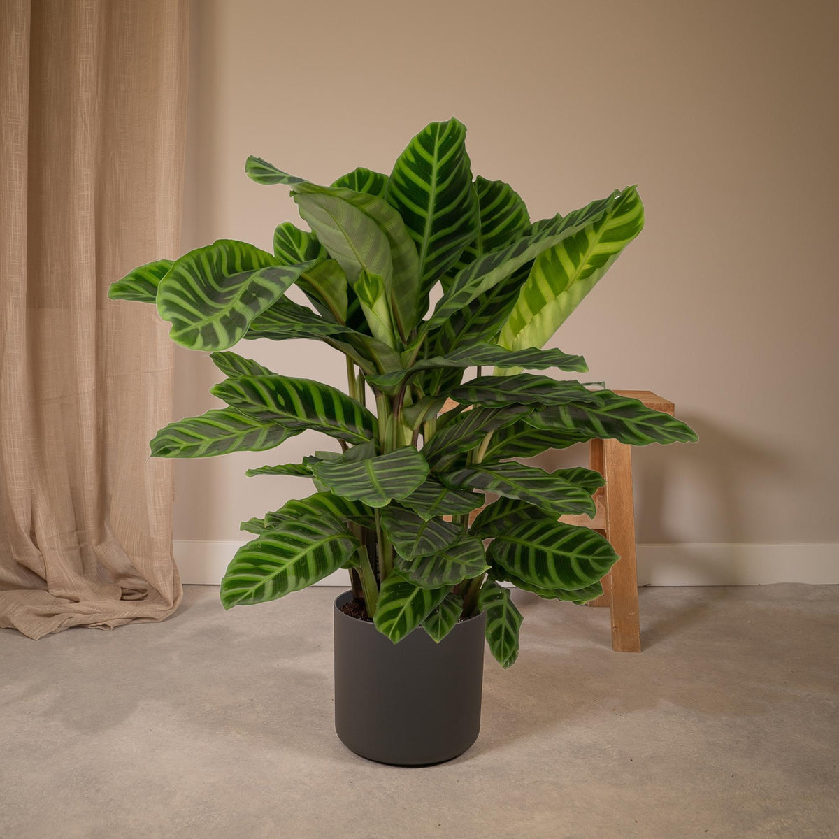Calathea Zebrina - Pauwenplant, plant in pot