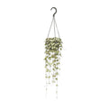 Productfoto van Ceropegia Woodii Hang