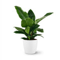 Philodendron Imperial Green met witte pot, plant in pot