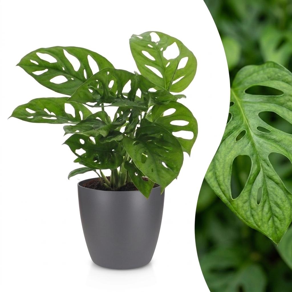Monstera adansonii, Rhaphidophora tetrasperma met grijze pot, plant in pot