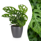 Monstera adansonii, Rhaphidophora tetrasperma met grijze pot, plant in pot