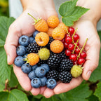Fruitplanten rainbow mix, rode bes, gele framboos, zwarte braam en blauwe bes, gezonde plant