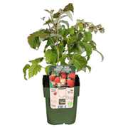 Vruchten oase, BIO fruitplanten mix van 5 soorten