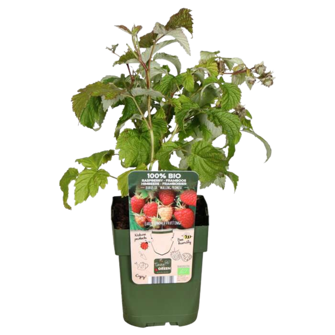Vruchten oase, BIO fruitplanten mix van 5 soorten, groene bladeren