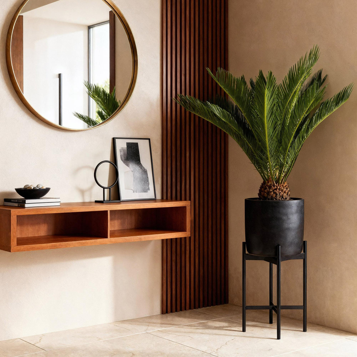 Cycas revoluta, 55-65 cm hoog, plant voor tuin en border
