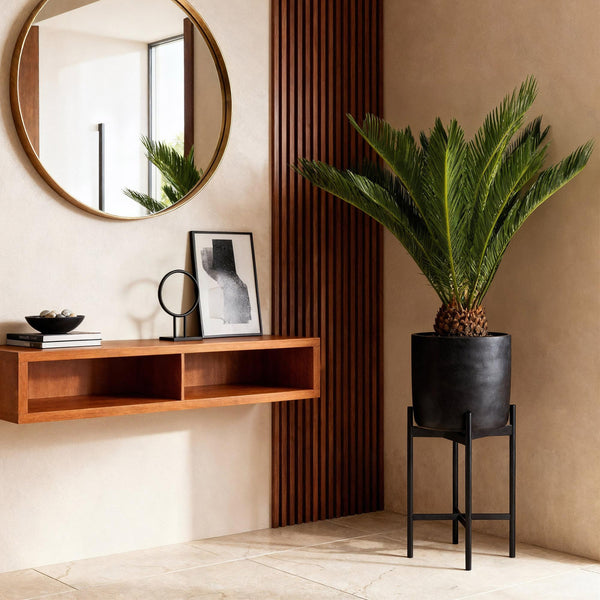 Cycas revoluta, 55-65 cm hoog