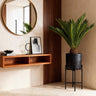 Cycas revoluta, 55-65 cm hoog