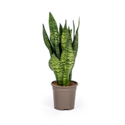Sansevieria Trifasciata Zeylanica Compacta