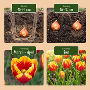 Triomftulpen mix bloembollen, Triumph mix, foto 4