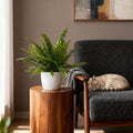 Nephrolepsis exaltata Green Lady met witte pot, plant in pot