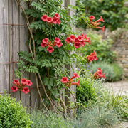 Campsis radicans - trompetklimmer - set van 6