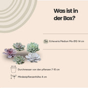 Rootless Echeveria medium mix - kweekdoos