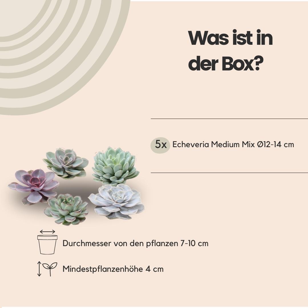 Rootless Echeveria medium mix - kweekdoos, groene bladeren