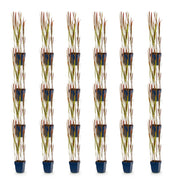 Imperata cylindrica Red Baron - Japans bloedgras - Rode uitlopers - Rood - 24 Planten