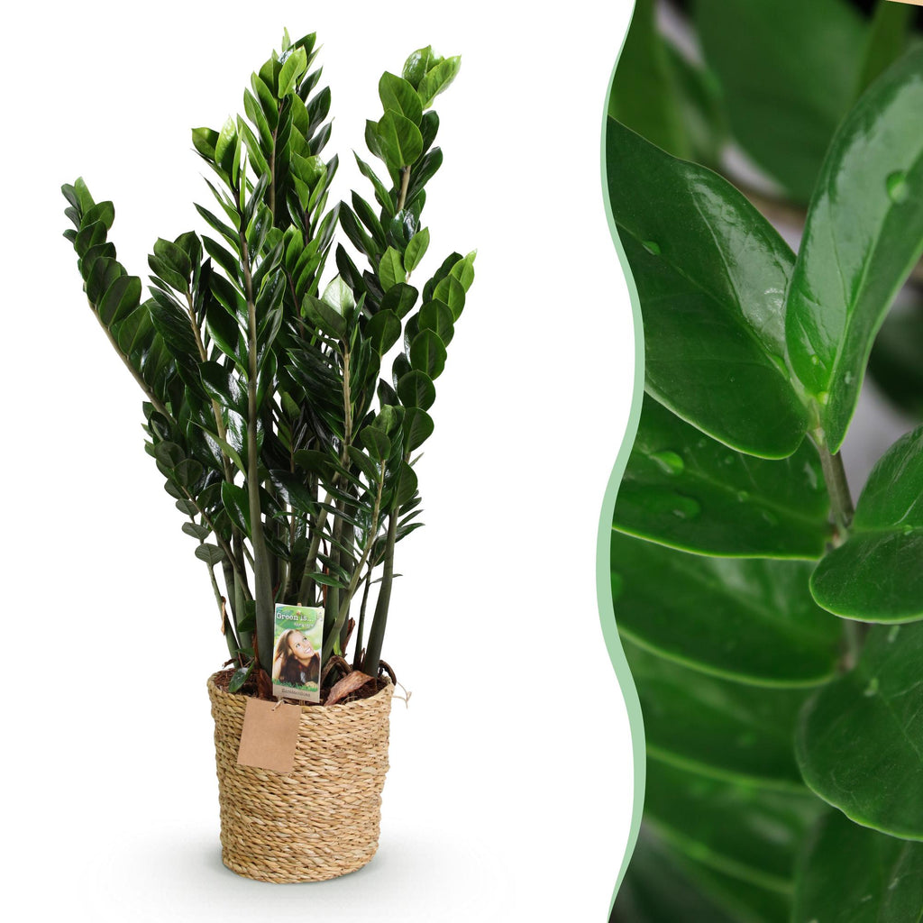 Zamioculcas - ZZ-plant met mand, detail van het blad