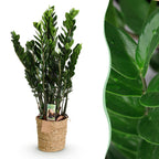 Zamioculcas - ZZ-plant met mand, detail van het blad