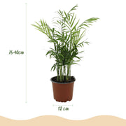 Chamaedorea elegans met witte pot
