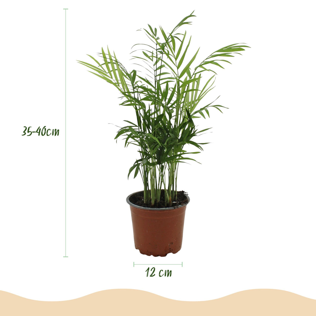 Chamaedorea elegans met witte pot, kenmerkend blad