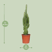 Euphorbia Trigona