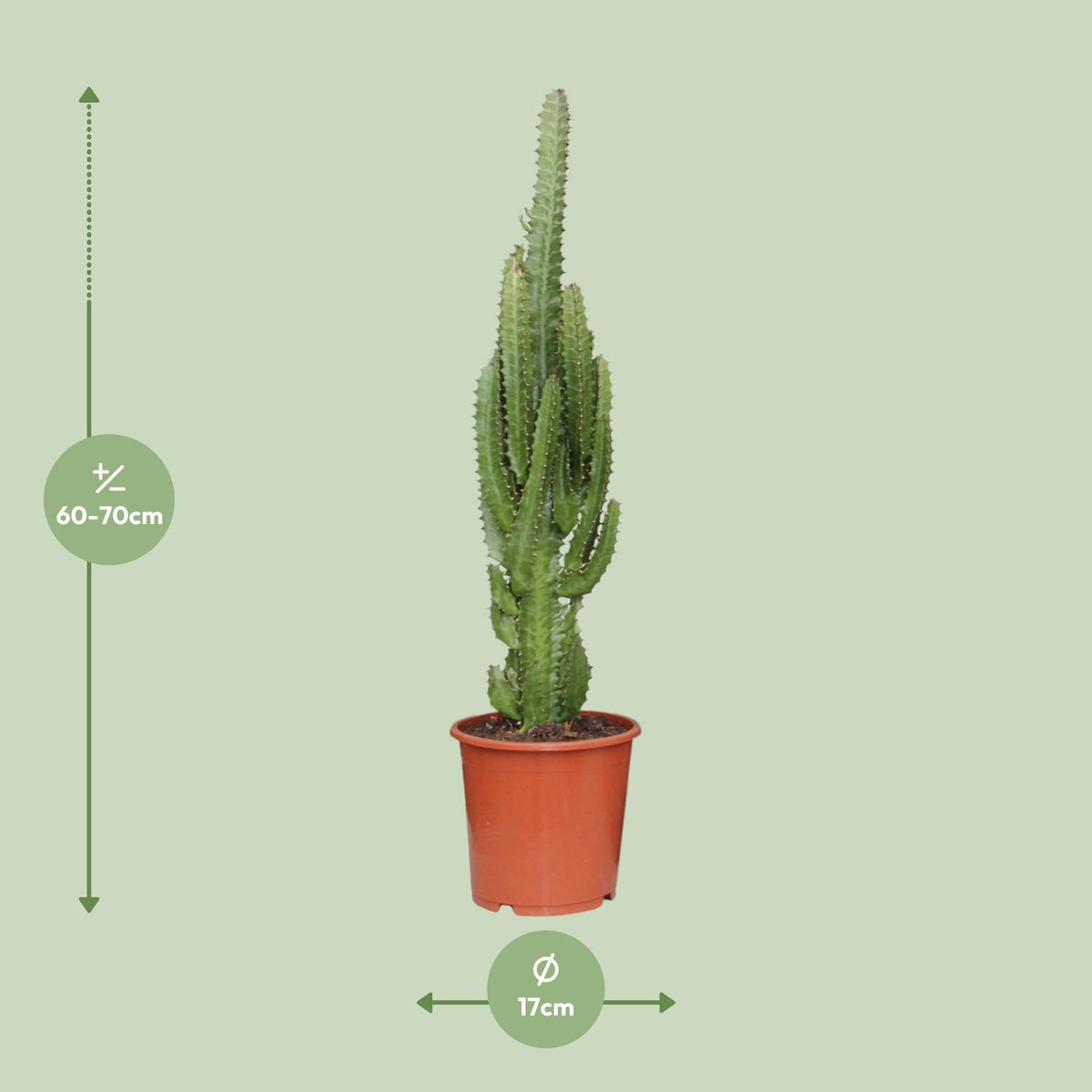 Euphorbia Trigona, detail van het blad