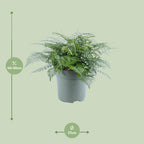 Asplenium Parvati, detail van het blad