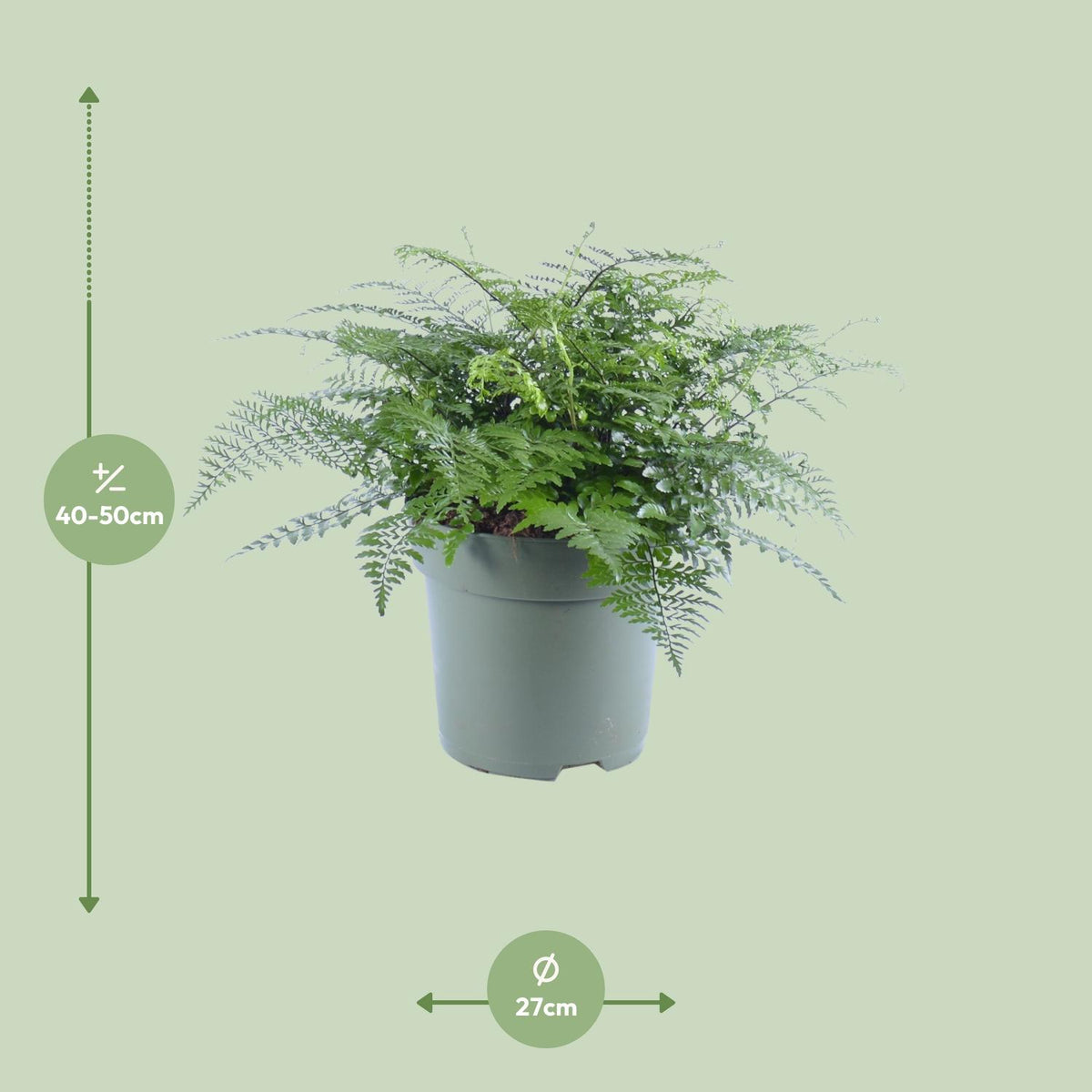Asplenium Parvati, detail van het blad