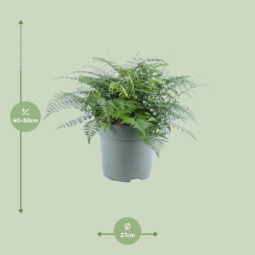 Asplenium Parvati, detail van het blad