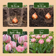 Dubbele tulp &