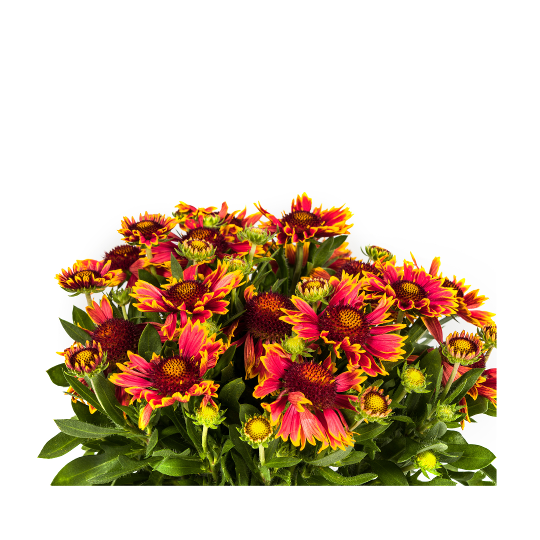 Productafbeelding van Pureplant