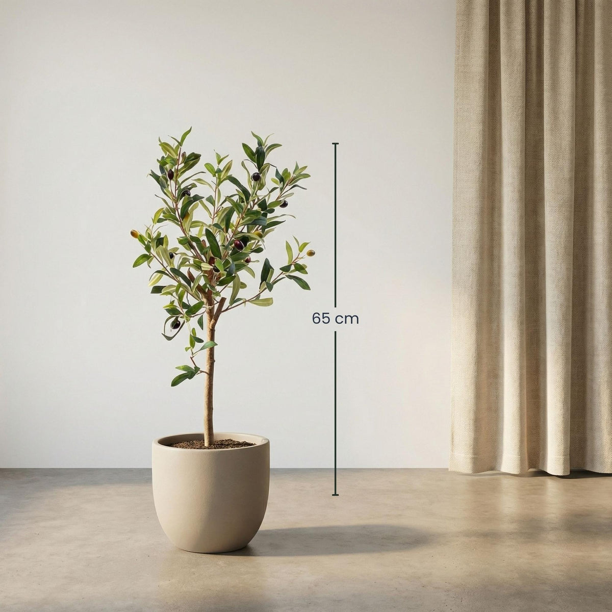 Olijfboom in pot, plant in pot