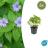 6x Geranium nodosum