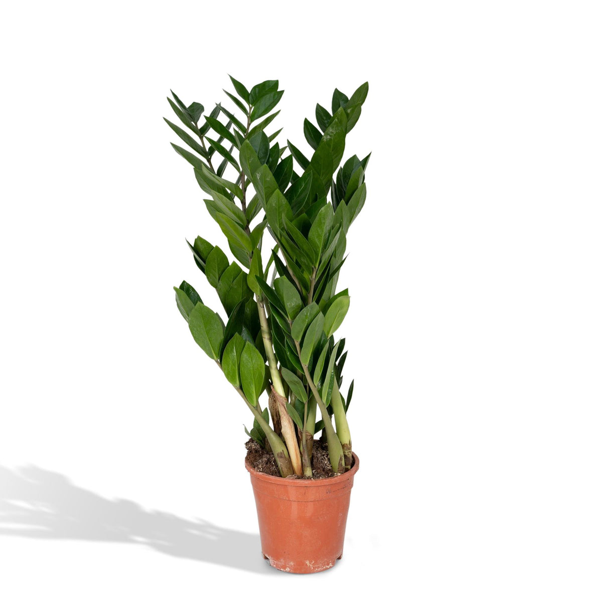 Detailfoto van ZZ-plant Zamioculcas zamiifolia, glanzend blad, 70 cm hoog