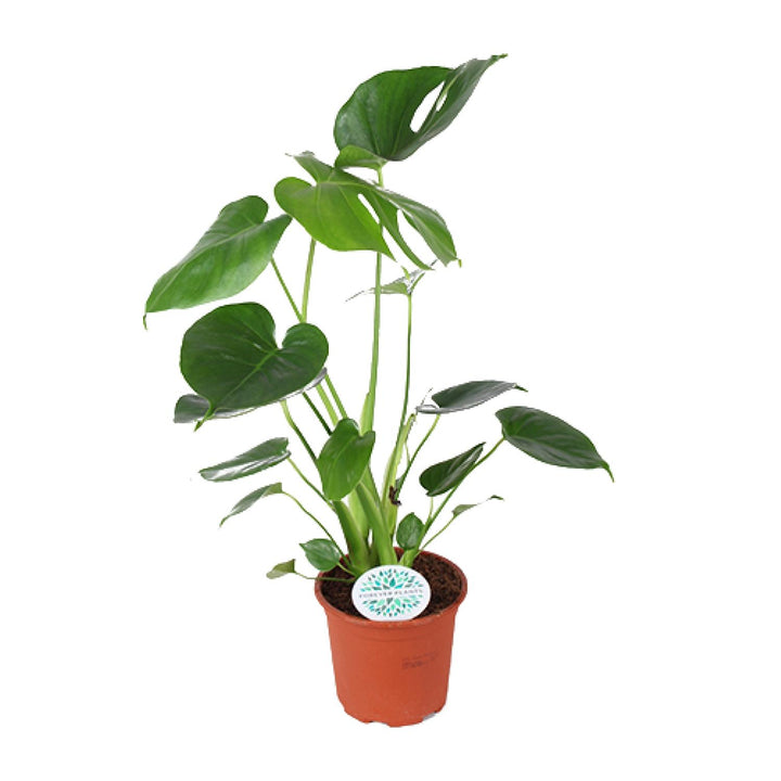Monstera Deliciosa, 45 cm hoog