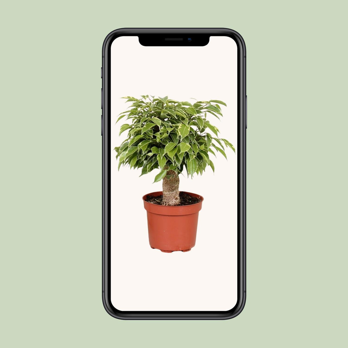 Detailfoto van Ficus Benjamina Kinky