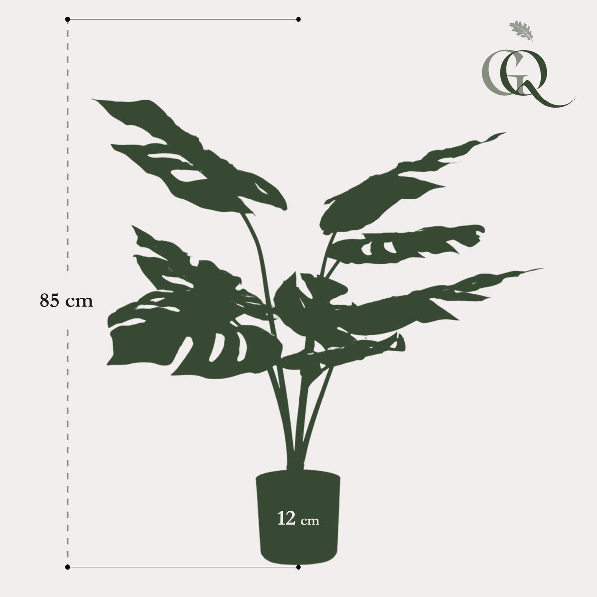 Monstera Deliciosa, groeiwijze van de plant