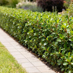 Ilex crenata Caroline Upright, groene bladeren