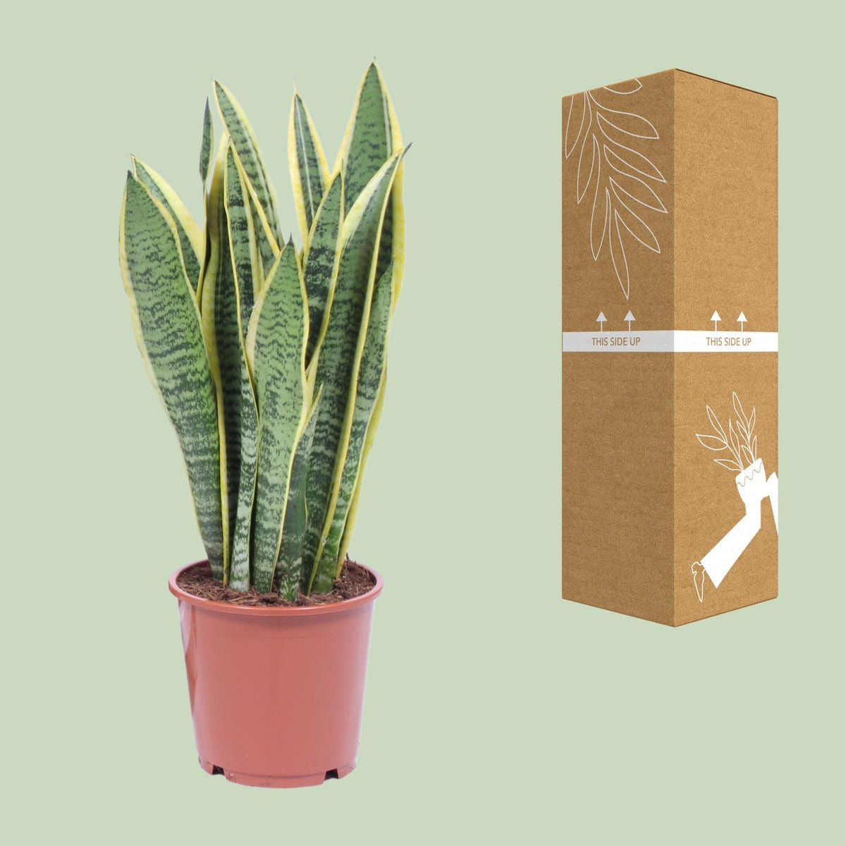 Detailfoto van Sansevieria Trifasciata Laurentii