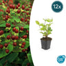 12x Hypericum inodorum 'Beauty'