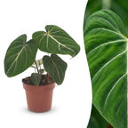 Philodendron Gloriosum - Glorie Philodendron, detail van het blad