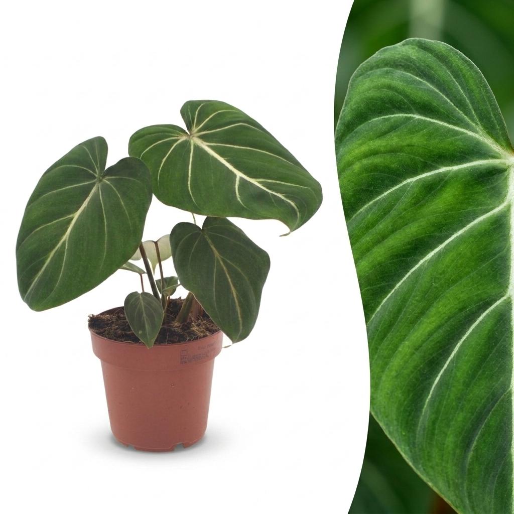 Philodendron Gloriosum - Glorie Philodendron, detail van het blad