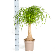 Beaucarnea Recurvata Stam met mand