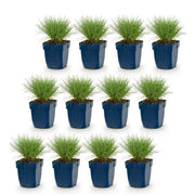 Festuca glauca - blauw schapengras - 12 planten